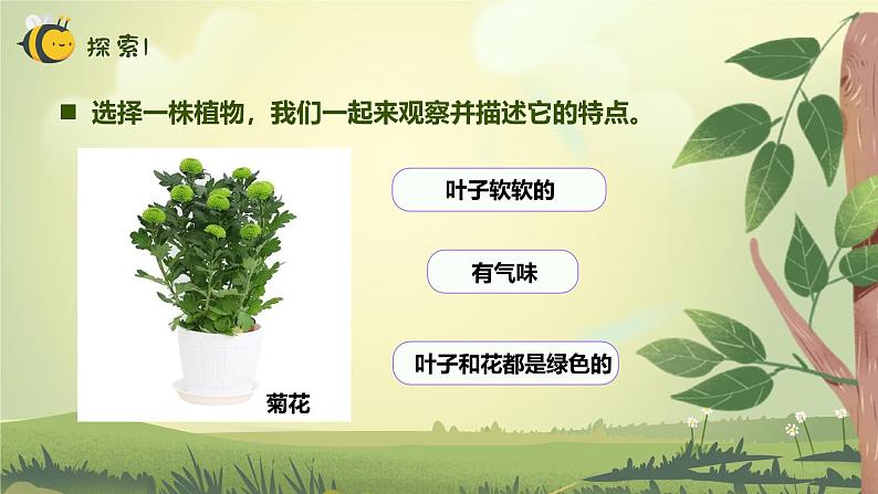 【核心素养】教科版科学一年级上册 1.2 观察植物（教学课件+同步教案）07