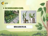 【核心素养】教科版科学一年级上册 1.3 植物长在哪里（教学课件+同步教案）