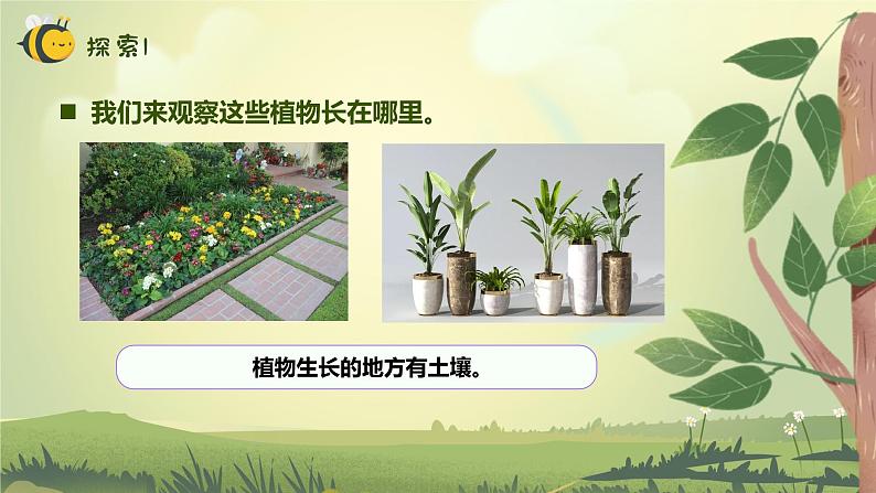 【核心素养】教科版科学一年级上册 1.3 植物长在哪里（教学课件+同步教案）05