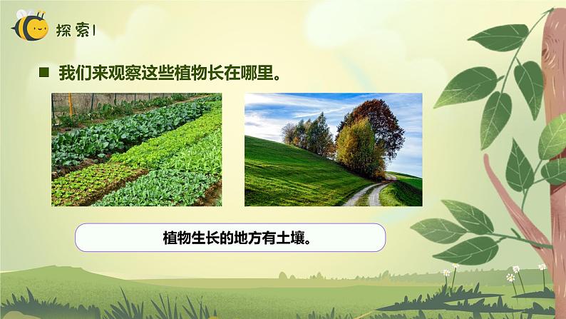 【核心素养】教科版科学一年级上册 1.3 植物长在哪里（教学课件+同步教案）06