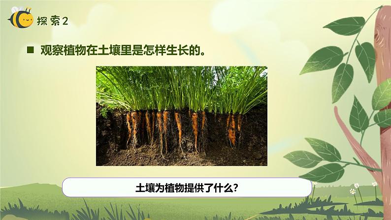 【核心素养】教科版科学一年级上册 1.3 植物长在哪里（教学课件+同步教案）07