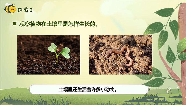 【核心素养】教科版科学一年级上册 1.3 植物长在哪里（教学课件+同步教案）08