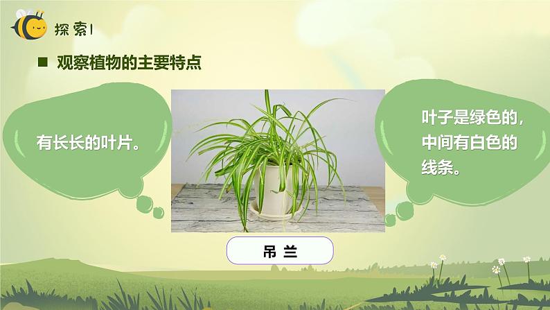 【核心素养】教科版科学一年级上册 1.4 给植物画张“像”（教学课件+同步教案）04