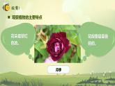 【核心素养】教科版科学一年级上册 1.4 给植物画张“像”（教学课件+同步教案）