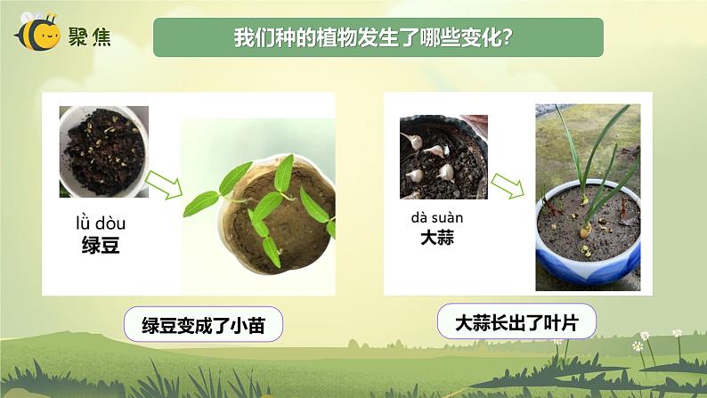 【核心素养】教科版科学一年级上册 1.5 植物的变化（教学课件+同步教案）03