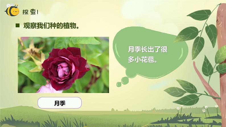 【核心素养】教科版科学一年级上册 1.5 植物的变化（教学课件+同步教案）05