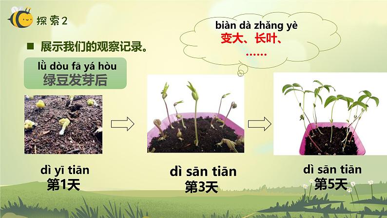 【核心素养】教科版科学一年级上册 1.5 植物的变化（教学课件+同步教案）06