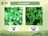 【核心素养】教科版科学一年级上册 1.6 校园里的植物（教学课件+同步教案）