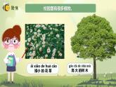 【核心素养】教科版科学一年级上册 1.6 校园里的植物（教学课件+同步教案）