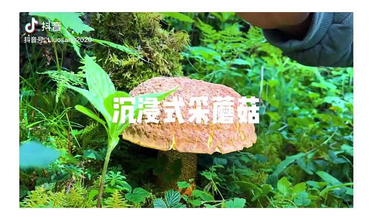 【核心素养】青岛版科学六年级上册 2.5 蘑菇和木耳（教学课件+同步教案）08