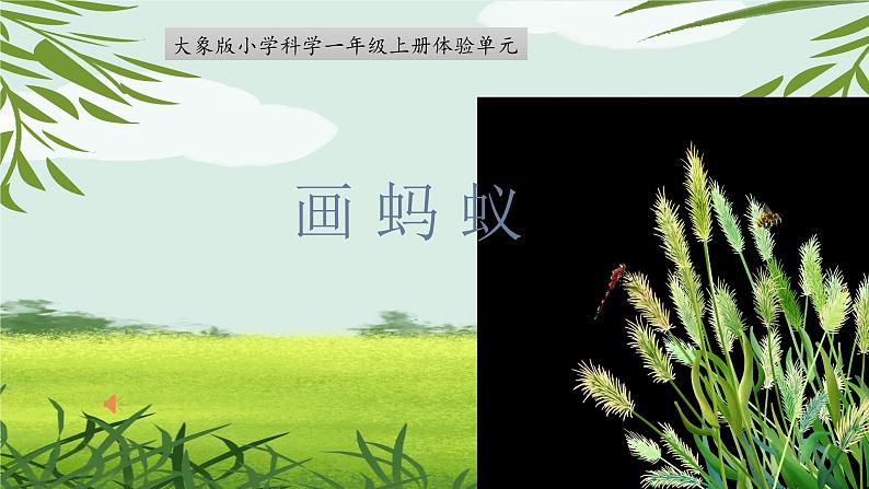 小学科学新大象版一年级上册体验单元《画蚂蚁》教学课件（2024秋）第1页