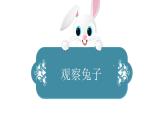 小学科学新大象版一年级上册第二单元第1课《观察兔子》教学课件（2024秋）