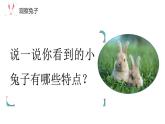 小学科学新大象版一年级上册第二单元第1课《观察兔子》教学课件（2024秋）