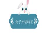小学科学新大象版一年级上册第二单元第1课《观察兔子》教学课件（2024秋）