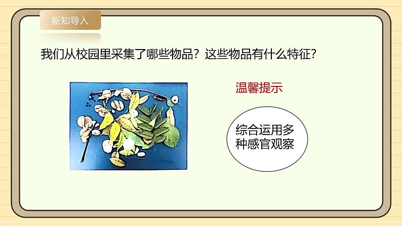 【湘科版】一上科学  2.7《大自然中的发现》课件+教案+素材05