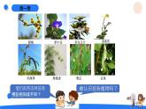 湘科版科学（2017）六年级上册--1.1阳光下的植物（课件+教案）