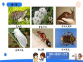 湘科版科学（2017）六年级上册--1.3保持生态平衡（课件+教案）