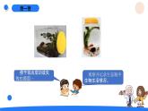 湘科版科学（2017）六年级上册--1.4制作生态瓶（课件+教案）