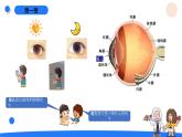 湘科版科学（2017）五年级上册--1.1人体对刺激的反应（课件+教案）