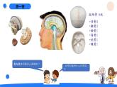 湘科版科学（2017）五年级上册--1.3保护我们的脑（课件+教案）