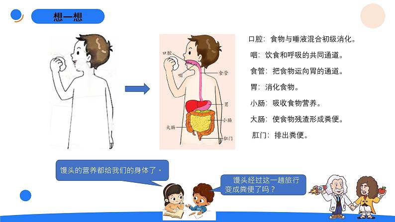 湘科版科学（2017）四年级上册--2.1我们的消化（课件+教案）04