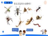 湘科版科學(xué)（2017）三年級(jí)上冊(cè)--2.1昆蟲（課件+教案）