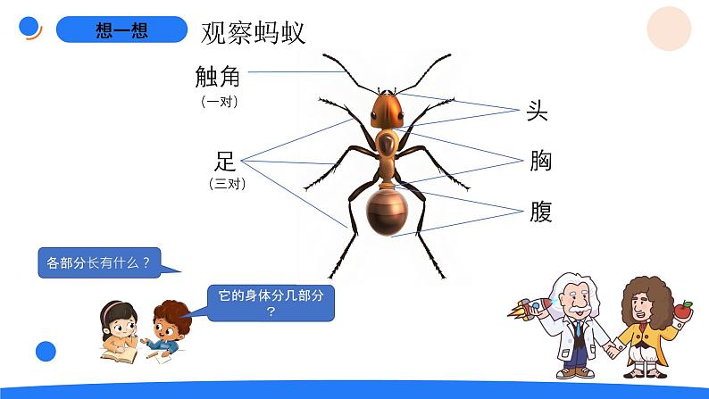 湘科版科学（2017）三年级上册--2.1昆虫（课件+教案）03