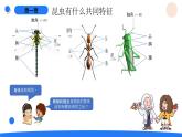 湘科版科學(xué)（2017）三年級(jí)上冊(cè)--2.1昆蟲（課件+教案）