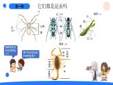 湘科版科學(xué)（2017）三年級(jí)上冊(cè)--2.1昆蟲（課件+教案）