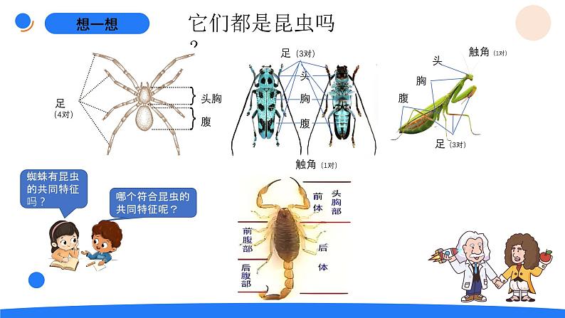 湘科版科学（2017）三年级上册--2.1昆虫（课件+教案）05