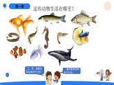 湘科版科学（2017）三年级上册--2.2鱼（课件+教案）