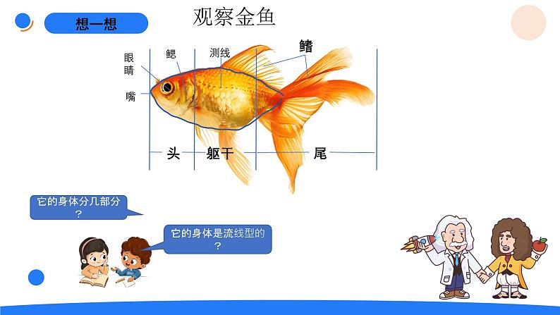 湘科版科学（2017）三年级上册--2.2鱼（课件+教案）03