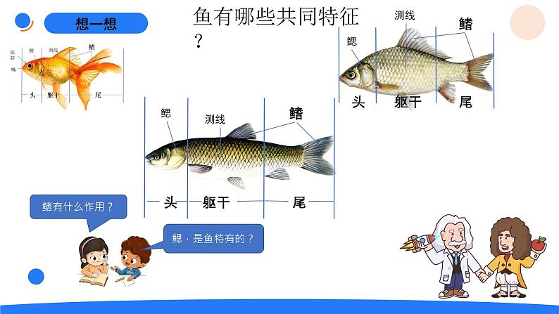 湘科版科学（2017）三年级上册--2.2鱼（课件+教案）04