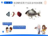 湘科版科学（2017）三年级上册--2.2鱼（课件+教案）