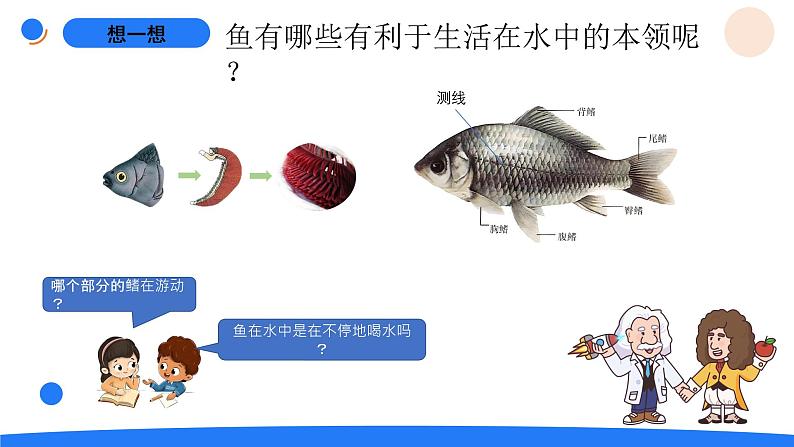 湘科版科学（2017）三年级上册--2.2鱼（课件+教案）05