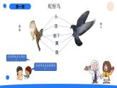 湘科版科學(xué)（2017）三年級(jí)上冊(cè)--2.3鳥（課件+教案）