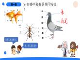 湘科版科學(xué)（2017）三年級(jí)上冊(cè)--2.3鳥（課件+教案）