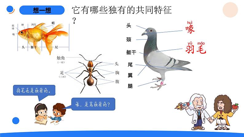 湘科版科学（2017）三年级上册--2.3鸟（课件+教案）04