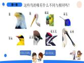 湘科版科學(xué)（2017）三年級(jí)上冊(cè)--2.3鳥（課件+教案）