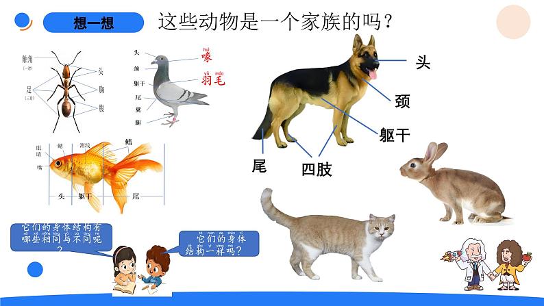 湘科版科学（2017）三年级上册--2.4哺乳动物（课件+教案）02