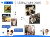 湘科版科學(xué)（2017）三年級(jí)上冊(cè)--2.4哺乳動(dòng)物（課件+教案）