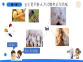 湘科版科學(xué)（2017）三年級(jí)上冊(cè)--2.4哺乳動(dòng)物（課件+教案）