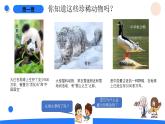 湘科版科學（2017）三年級上冊--2.5珍稀動物（課件+教案）