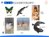 湘科版科學（2017）三年級上冊--2.5珍稀動物（課件+教案）