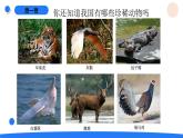 湘科版科學（2017）三年級上冊--2.5珍稀動物（課件+教案）