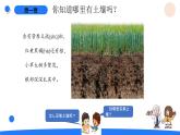 湘科版科学（2017）三年级上册--3.1采集土壤（课件+教案）