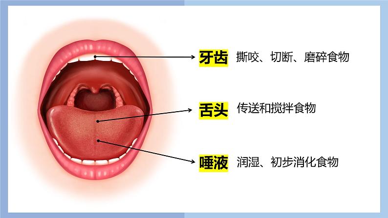 【核心素养】教科版科学四年级上册 2.7 食物在口腔里的变化（教学课件+教学设计）08