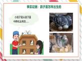 【大单元整体教学】大象版科学三年级上册2.1动物的繁殖 单元整体设计+课件+教案+素材
