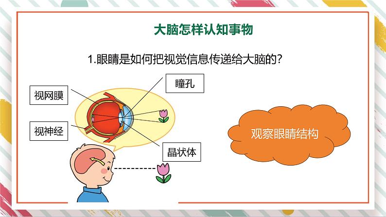 【大单元整体教学】2.1《感官、大脑与认知》课时课件第8页