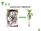 教科版科學(xué)四年級下冊《莖和葉》教學(xué)課件